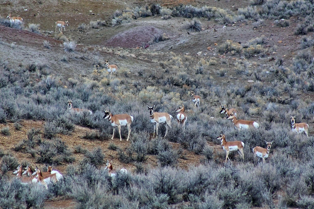Pronghorn on public lands, Idaho Falls District BLMIdaho Flickr