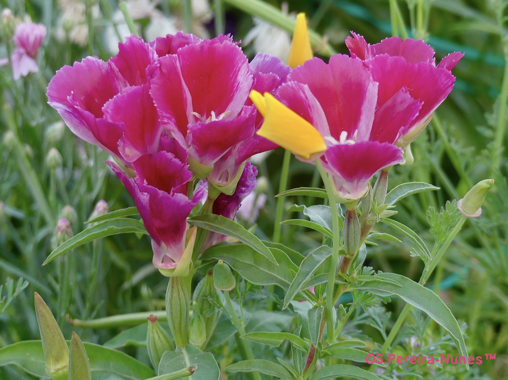 Godetia, Satin Flower, Vancouver, Canada SN/NC Godetia Gr… Flickr