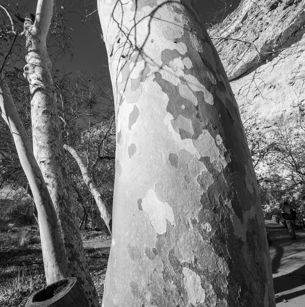 Arizona sycamore Bark detail on Arizona sycamores at Monte… Flickr