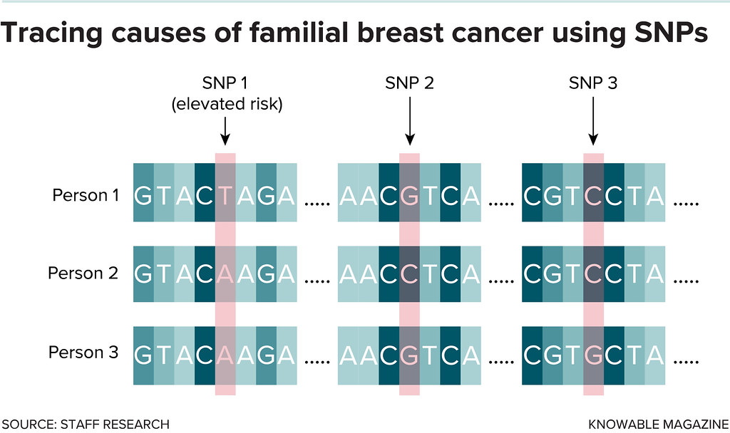 Tracing causes of familial breast cancer using SNPs Flickr