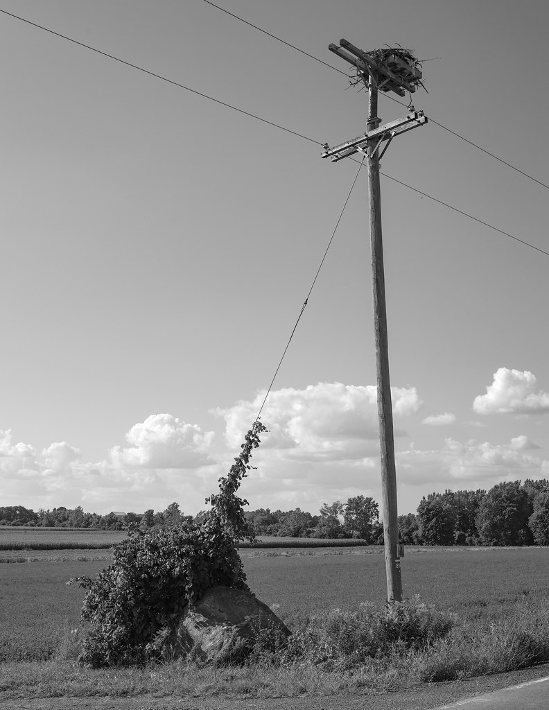 Osprey Nest This area of New York State doesn't have a lot… Flickr