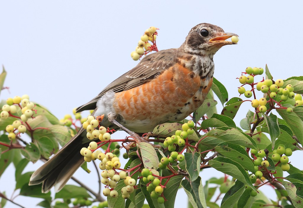 American robin juvenile eating gray dogwood berry at Lake … Flickr