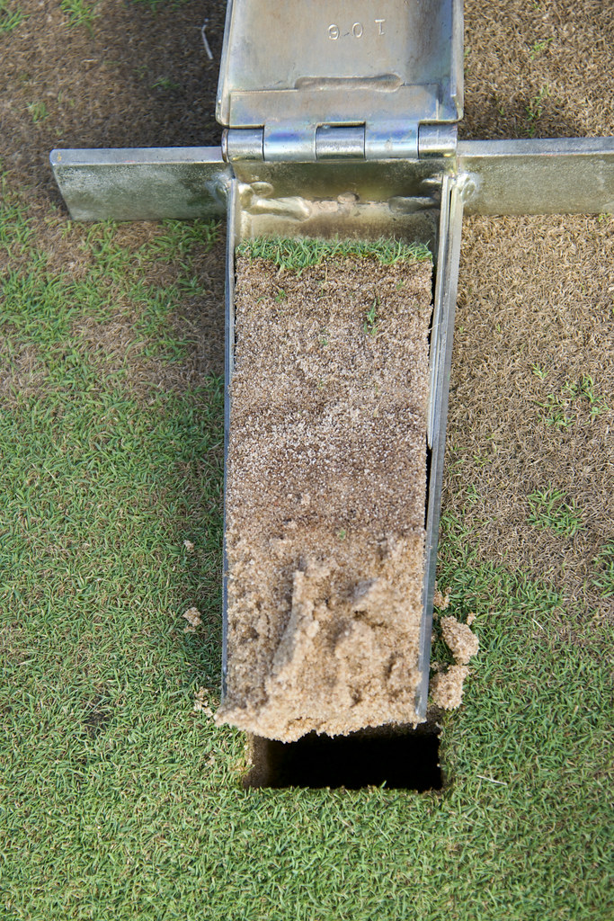 Turfgrass Soil Sample Sandbased putting green sample in a… Flickr