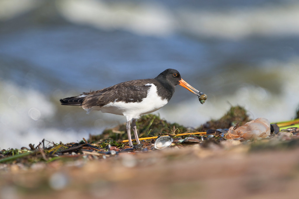 Juvenile oystercatcher Andrey Gulivanov Flickr