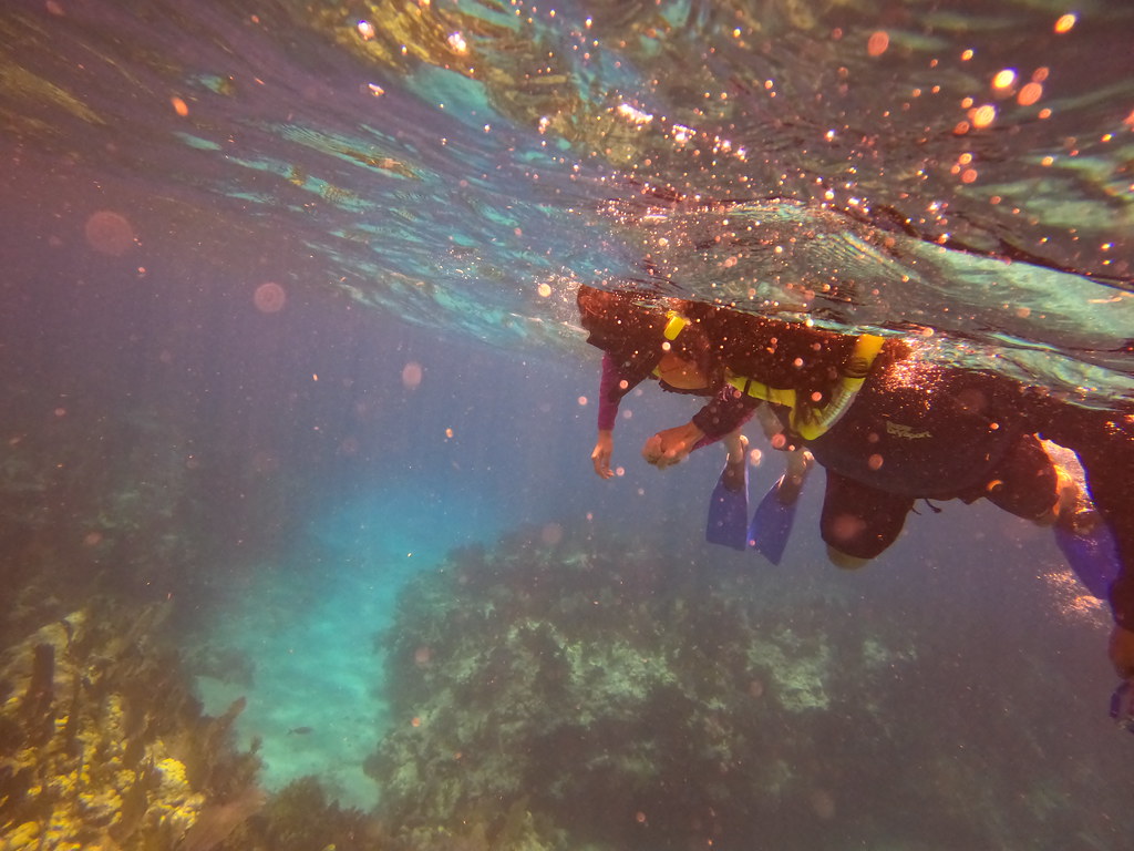 snorkel key largo trip (30) DCIM\100GOPRO\GOPR5578.JPG Flickr