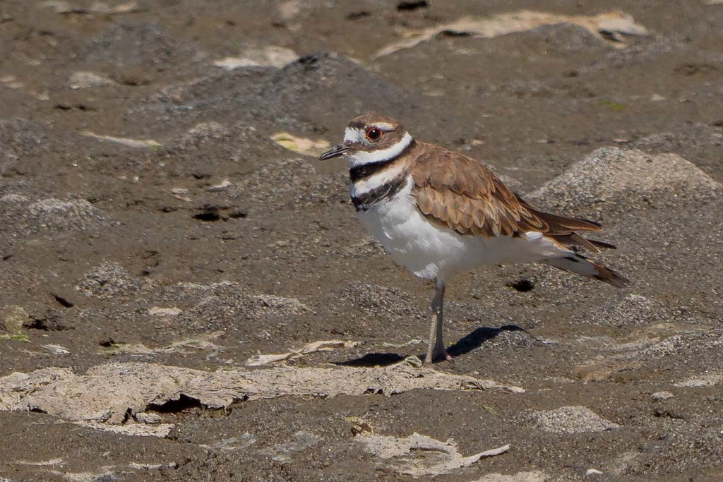 Killdeer1757701 Driftwood Key, Hansville, Kitsap Co, WA Ollie