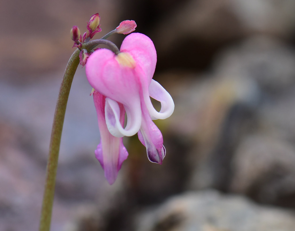 Dicentra peregrina Flowers of Dicentra peregrina, which gr… Flickr
