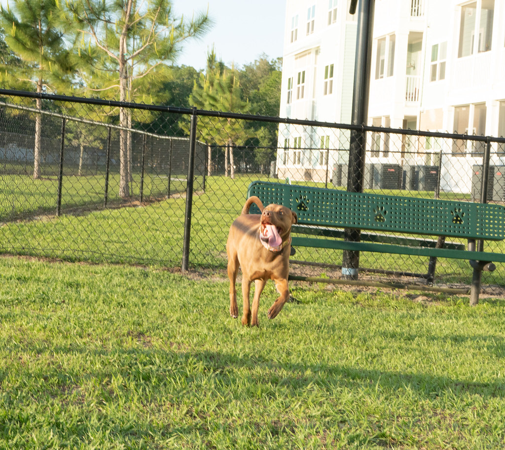 Dog Park Parc at Wesl American Landmark Apartments Flickr