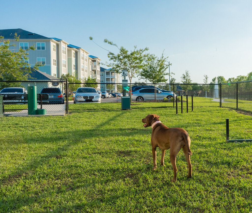 Dog Park Parc at Wesl American Landmark Apartments Flickr