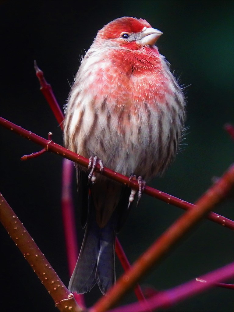 House Finch A male House Finch (Haemorhous mexicanus), Lum… Flickr