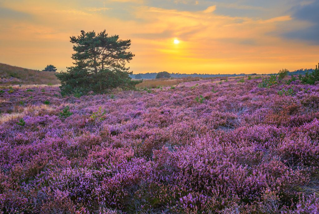 Blooming Heather Blooming Heather Eimar Kranendonk Flickr