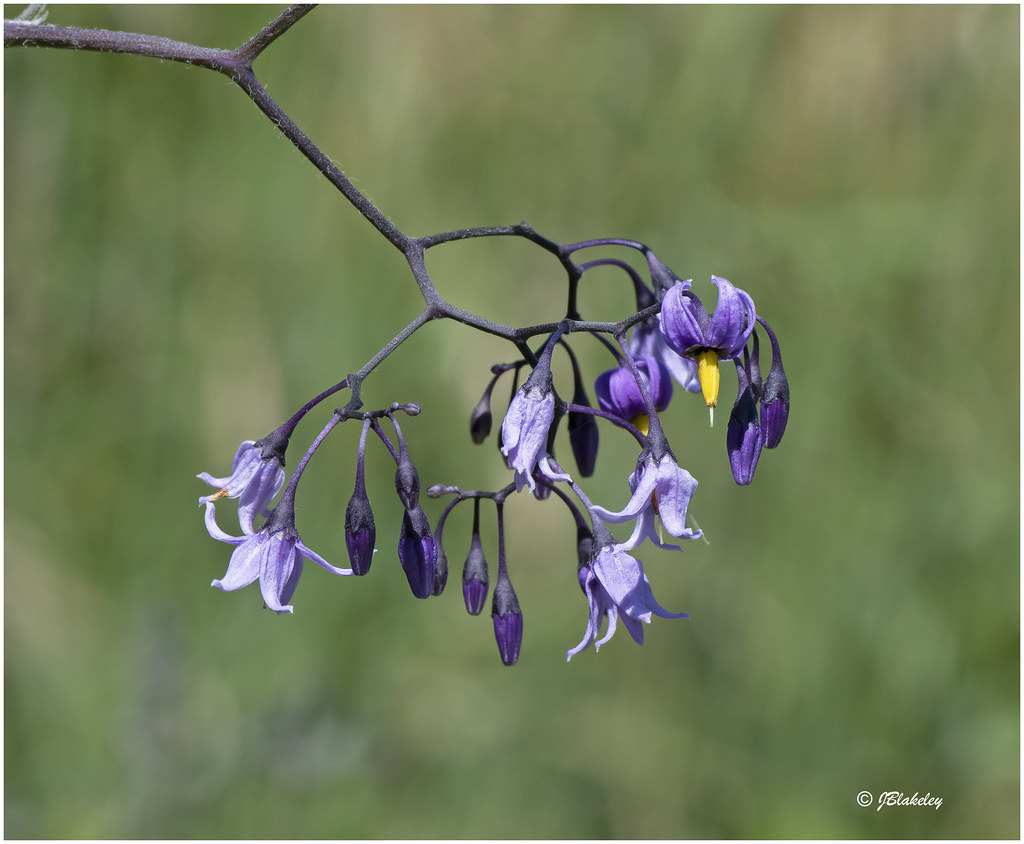 Bittersweet Nightshade Bittersweet nightshade (Solanum dul… Flickr