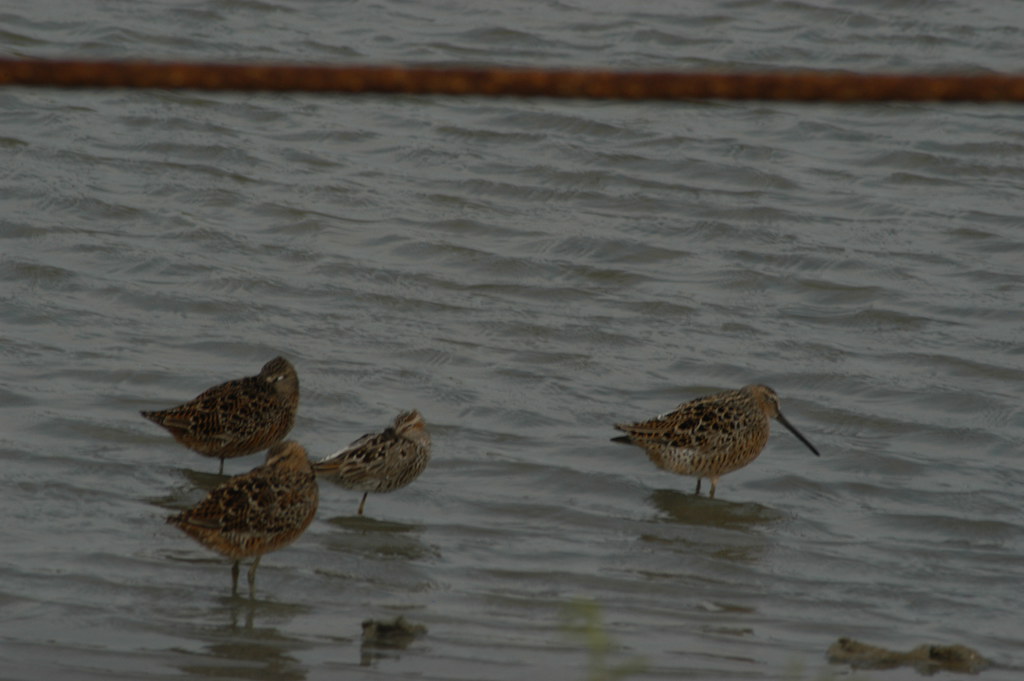 20050420 Tx Birding Classic SBDO0088 Ray Allen Flickr