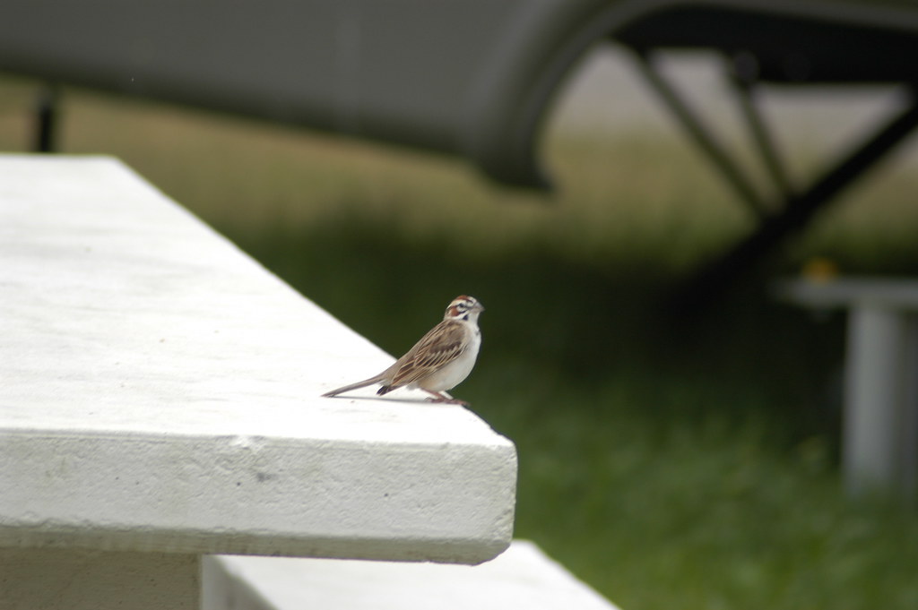 20050420 Tx Birding Classic LASP 0059 Ray Allen Flickr
