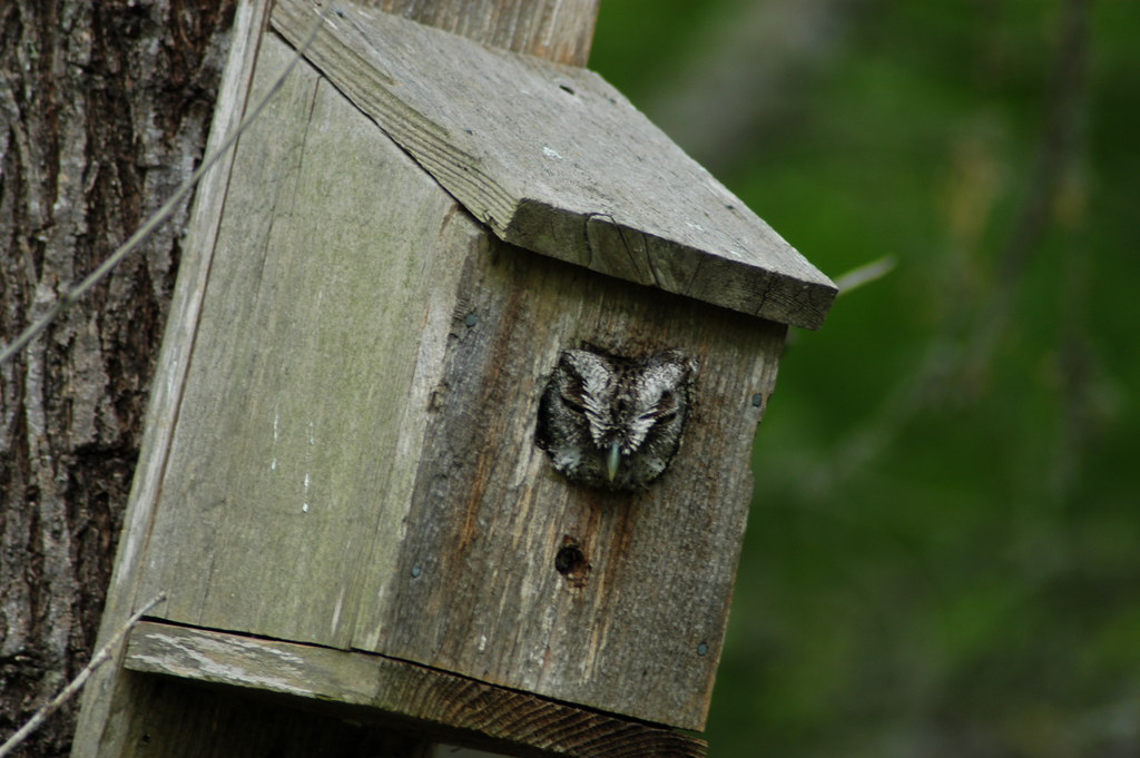 20050420 Tx Birding Classic EASO0050 Ray Allen Flickr