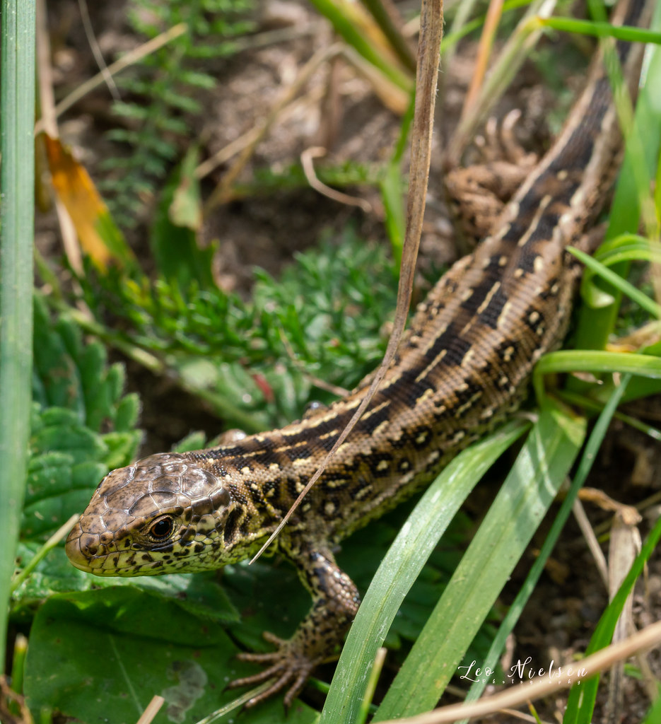 Lacerta agilis The sand lizard (Lacerta agilis) is a lacer… Flickr