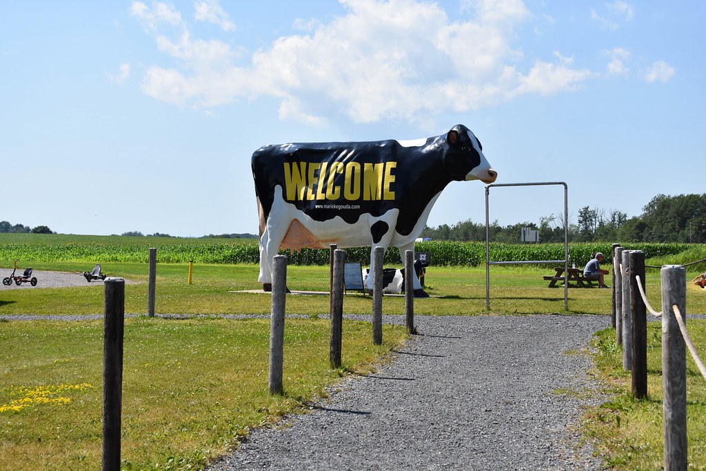 DSC_0246 Marieke Gouda Thorp, WI Quimberly Quacks Flickr