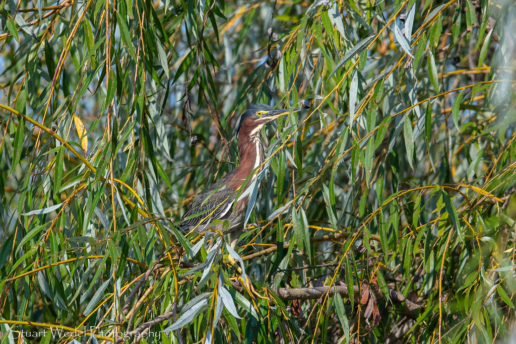 Green Heron Stuart Wedel Flickr