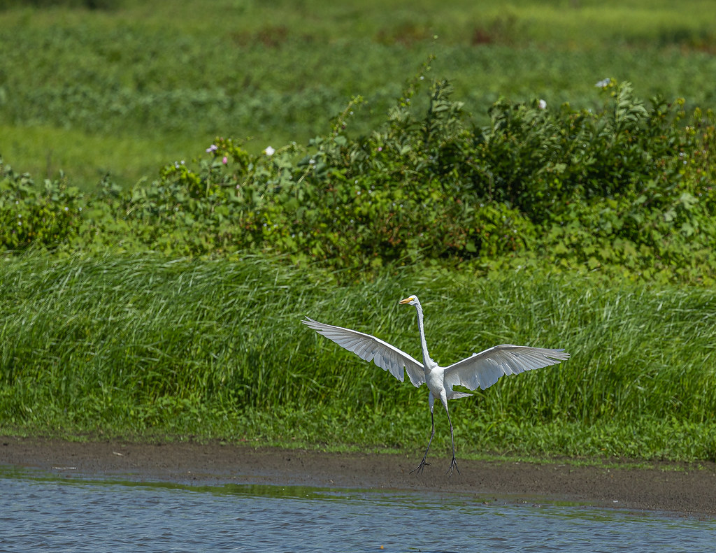 _G1A7922.jpg Roger Lewellen Flickr