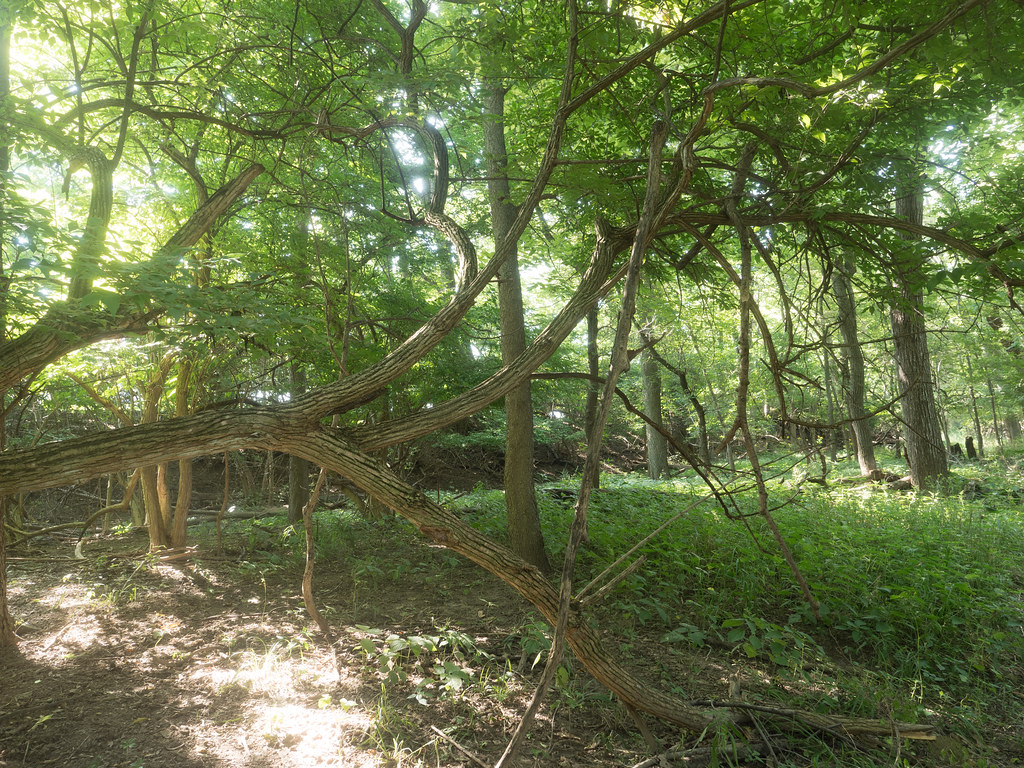 2022. Tecumseh, Michigan, USA. Small woods near high schoo… Flickr