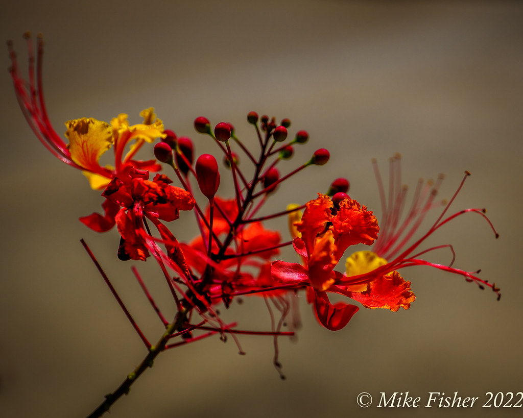 Dwarf Poinciana 2 In Texas Avenue Park, ster, Texas BFS Man Flickr