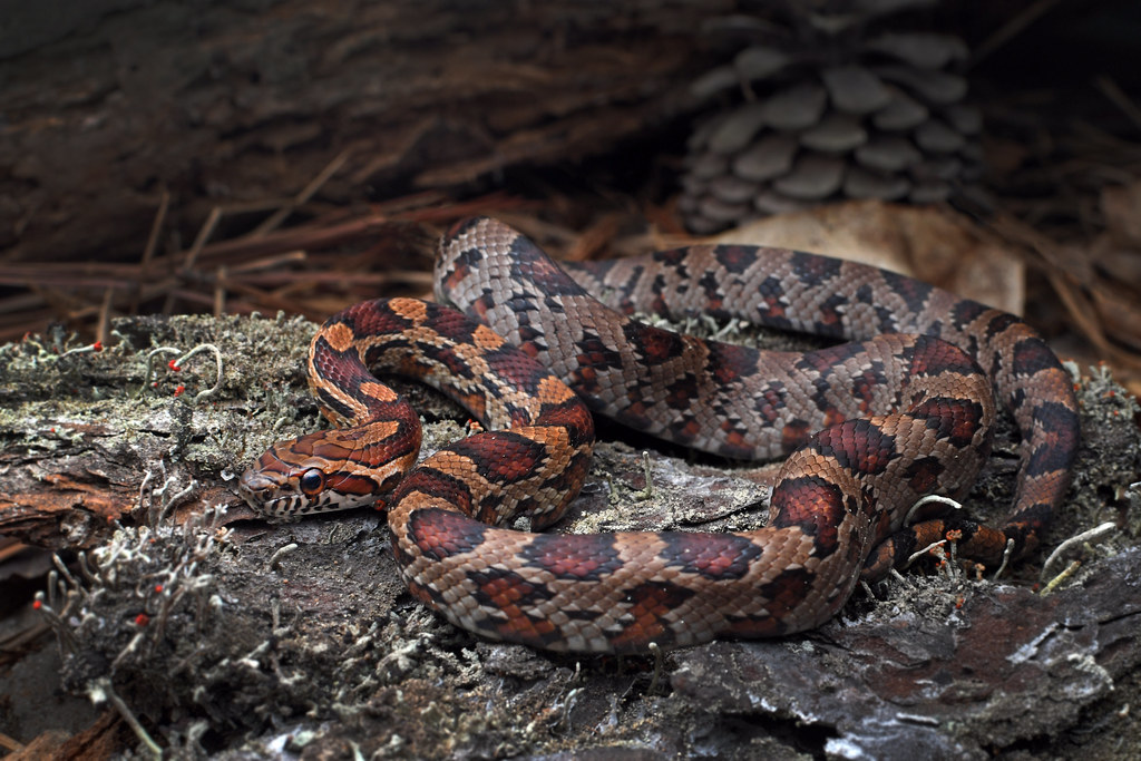 Corn Snake Bob Ferguson Flickr
