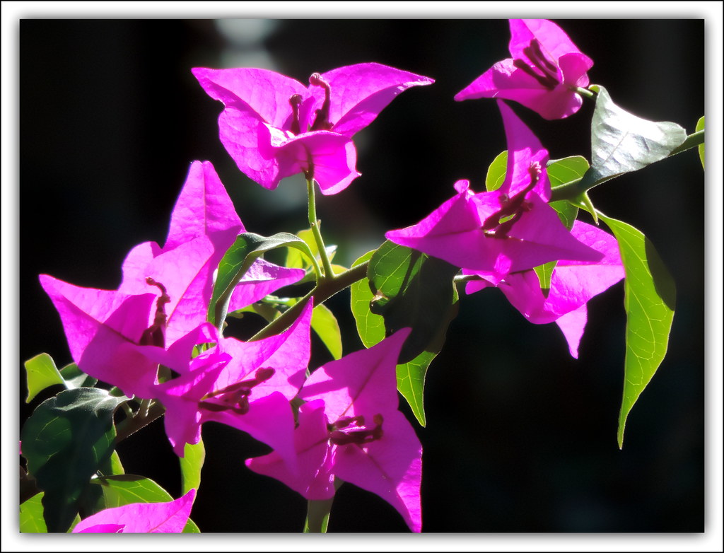 BOUGAINVILLEA.. BOUGANVILLE !! De bouganville voelt zi… Flickr
