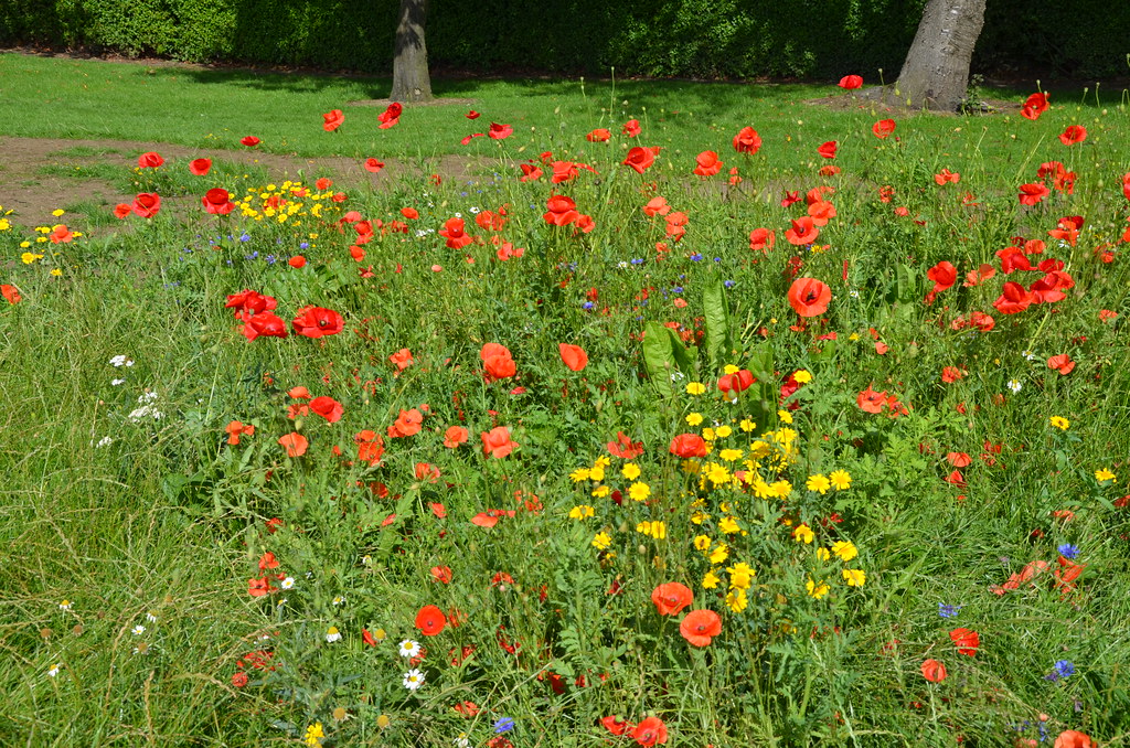 Zetland Park Grand Opening Rose Garden and Wild Flowers (1… Flickr