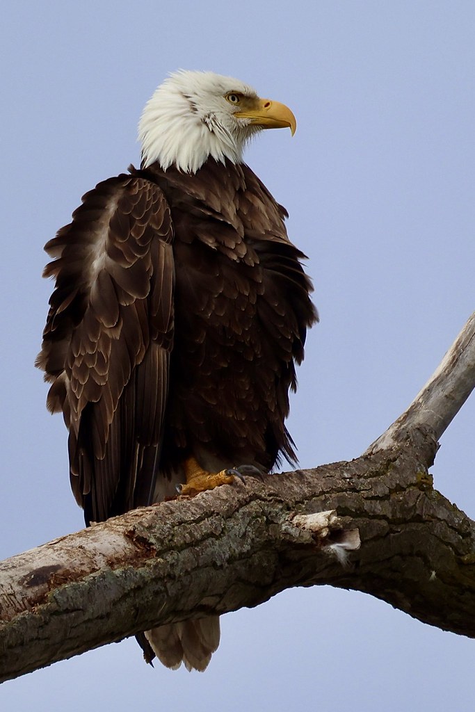 Bald Eagle, Montezuma NY Douglas Mally Flickr