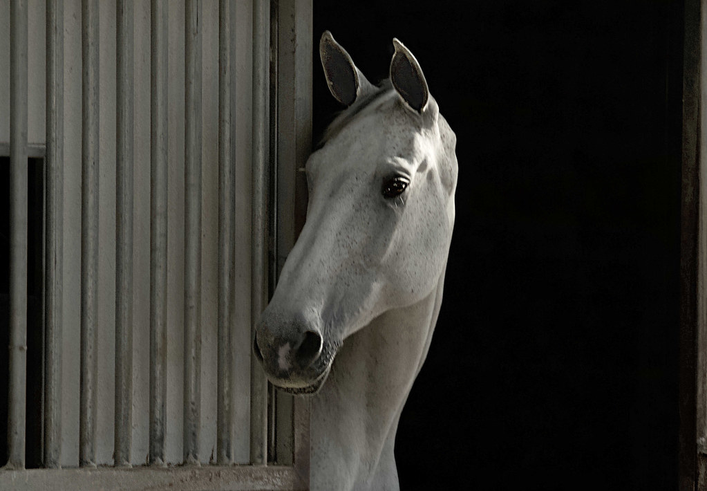Proud, Graceful, Loyal, Beautiful "Horses make a landscape… Flickr
