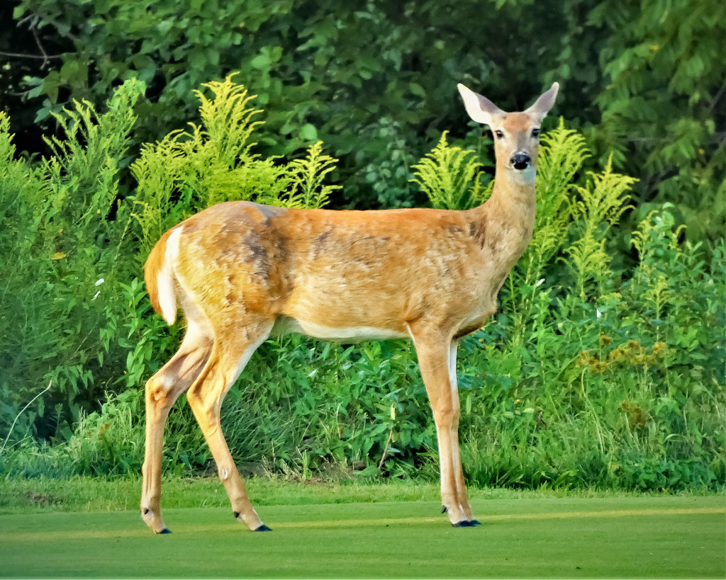 Doe, A Deer Doe, a deer, a female deer Ray, a drop of gold… Flickr