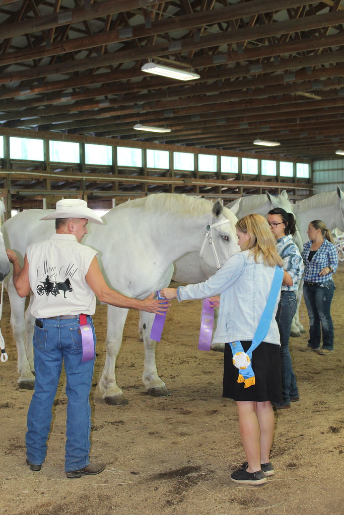 Draft Horse Show Flickr