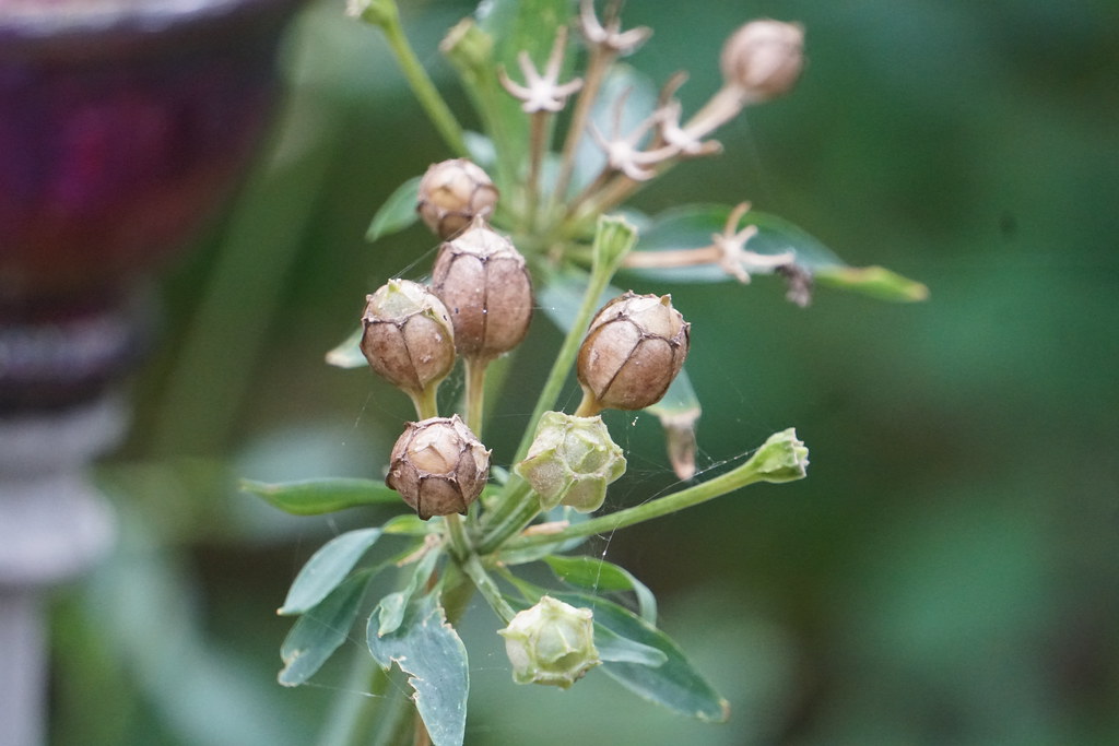 Peruvian Lily Seeds (Alstroemeria) Barbara H. Smith, ©2022… Flickr