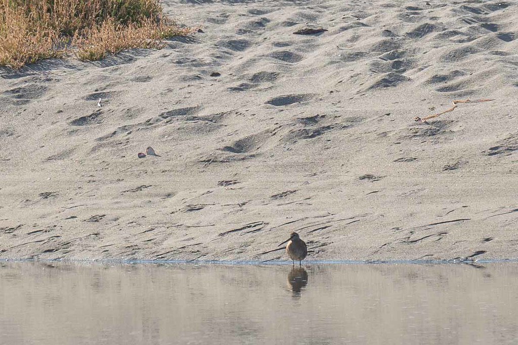 Shortbilled_Dowitcher1770514 Driftwood Key, Hansville, K… Flickr