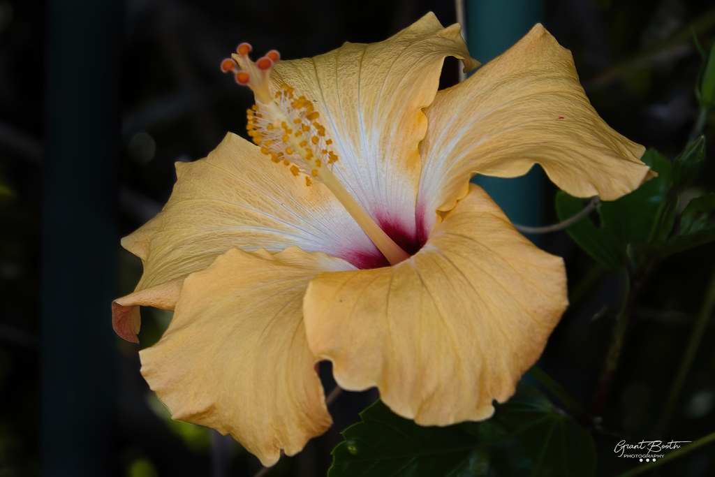 _I3A1931 Hibiscus Yellow Hibiscus flower Grant Booth Flickr