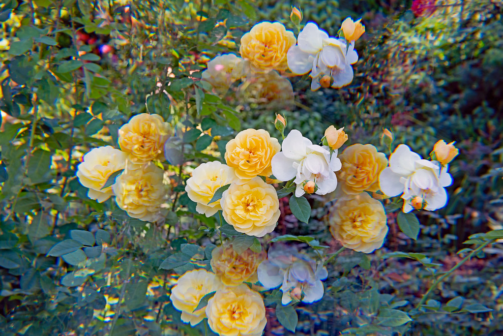 2423652022The Yellow Rose of Rayleigh. Richard Gilbert Flickr