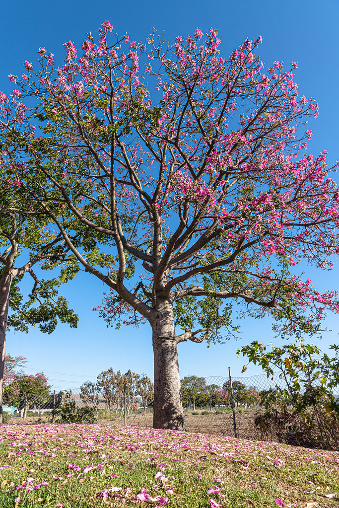 Pink Tree in Full Bloom August 29, 2022 Summertime Pink … Flickr