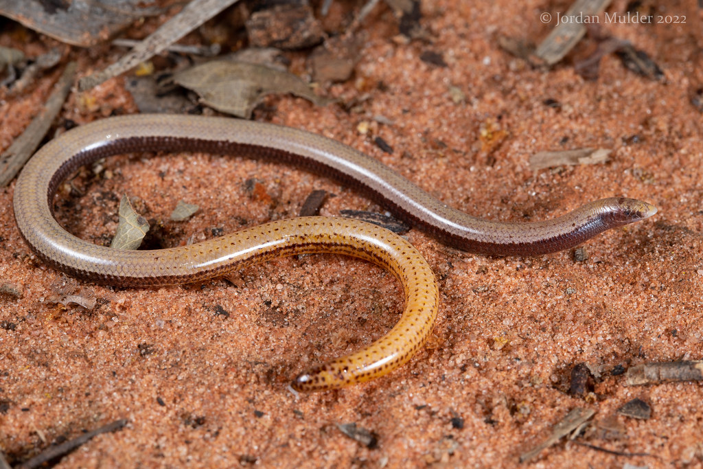 Dampier Land Limbless Slider (Lerista apoda) Broome, WA Jordan