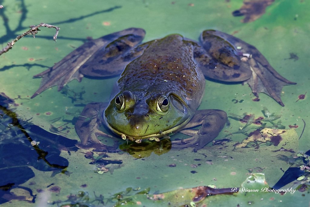 Bull Frog Phil Stinson Bruce Burwell Flickr