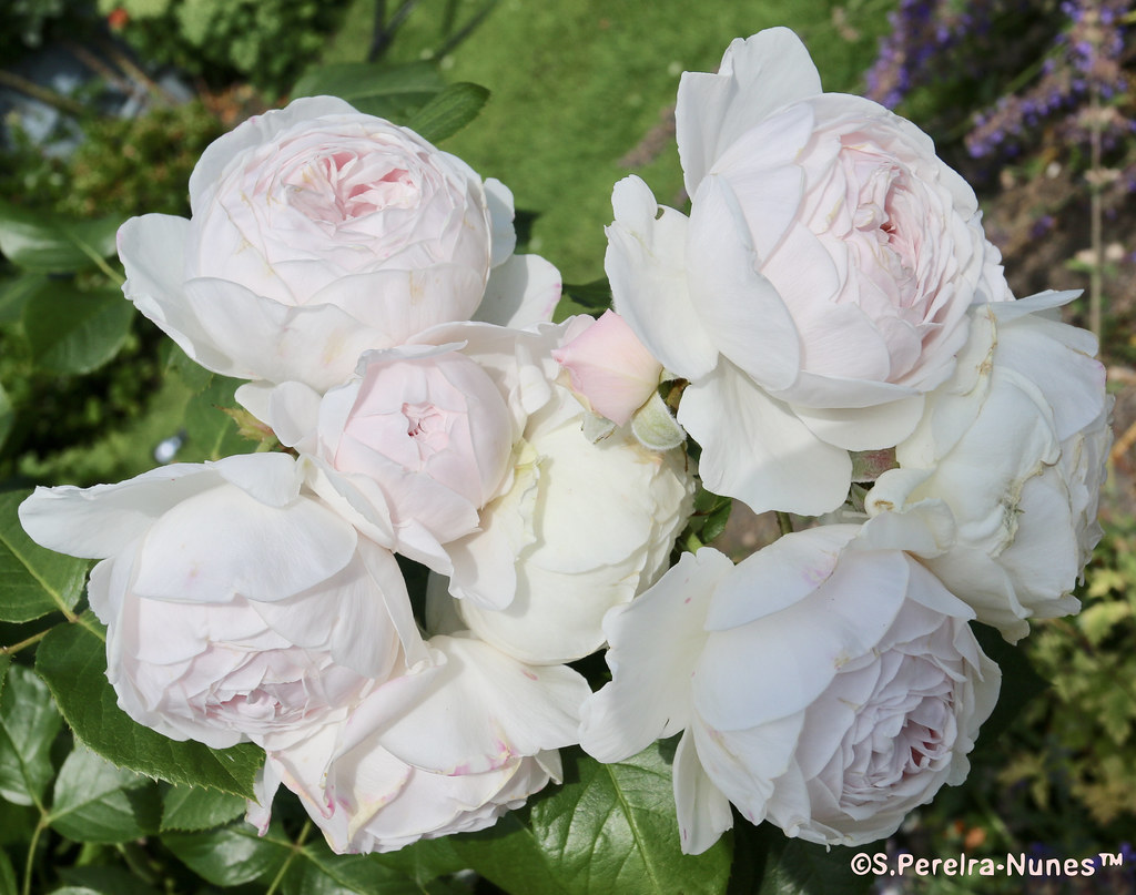 8 Roses in the Queen Elizabeth Park in Vancouver, Canada Flickr