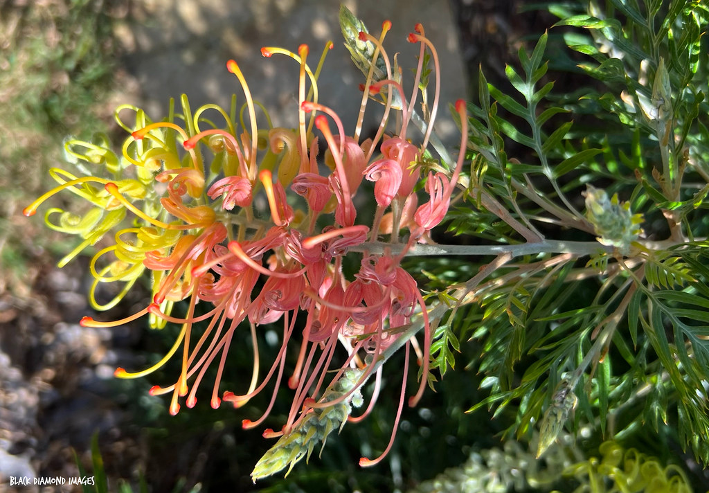 Grevillea 'Loopy Lou' Copyright All Rights Reserved Bl… Flickr