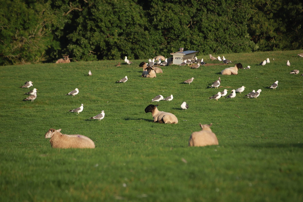 Herring Gulls and Sheep Larus argentatus Stephen Middleton Flickr