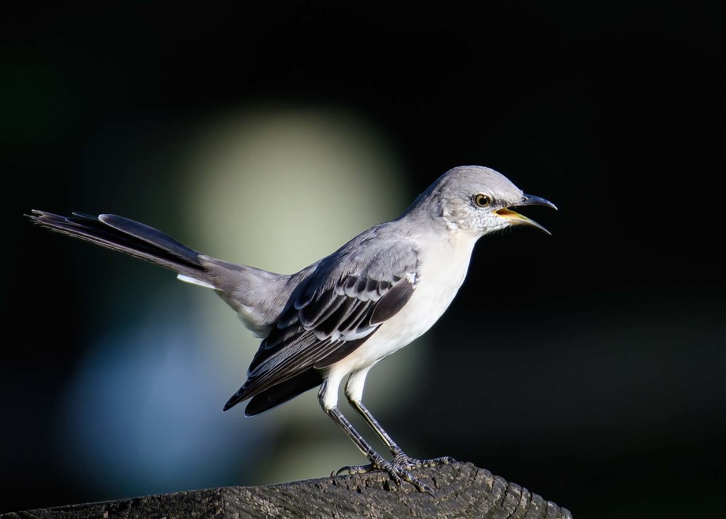 Northern Mockingbird Largo Central Park Nature Preserve La… Flickr