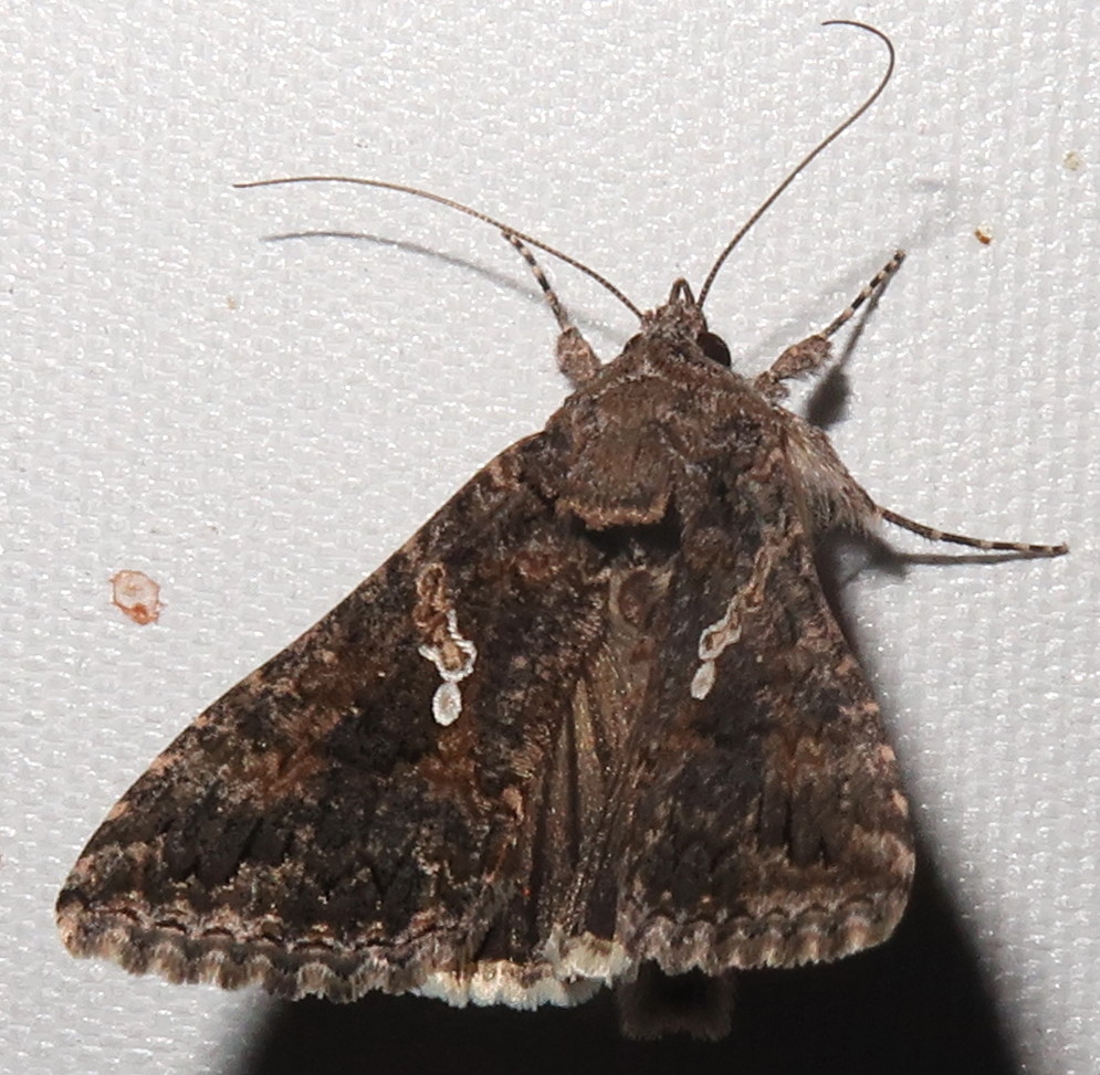 Cabbage Looper Moth, Trichoplusia ni, Cave Creek Ranch, Po… Flickr