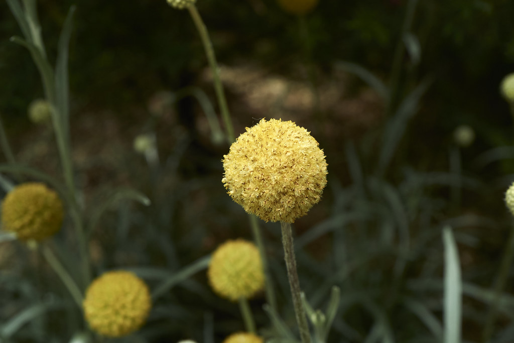 Golden Drumstick Pycnosorus globosus F.L.Bauer ex Benth. F… Flickr