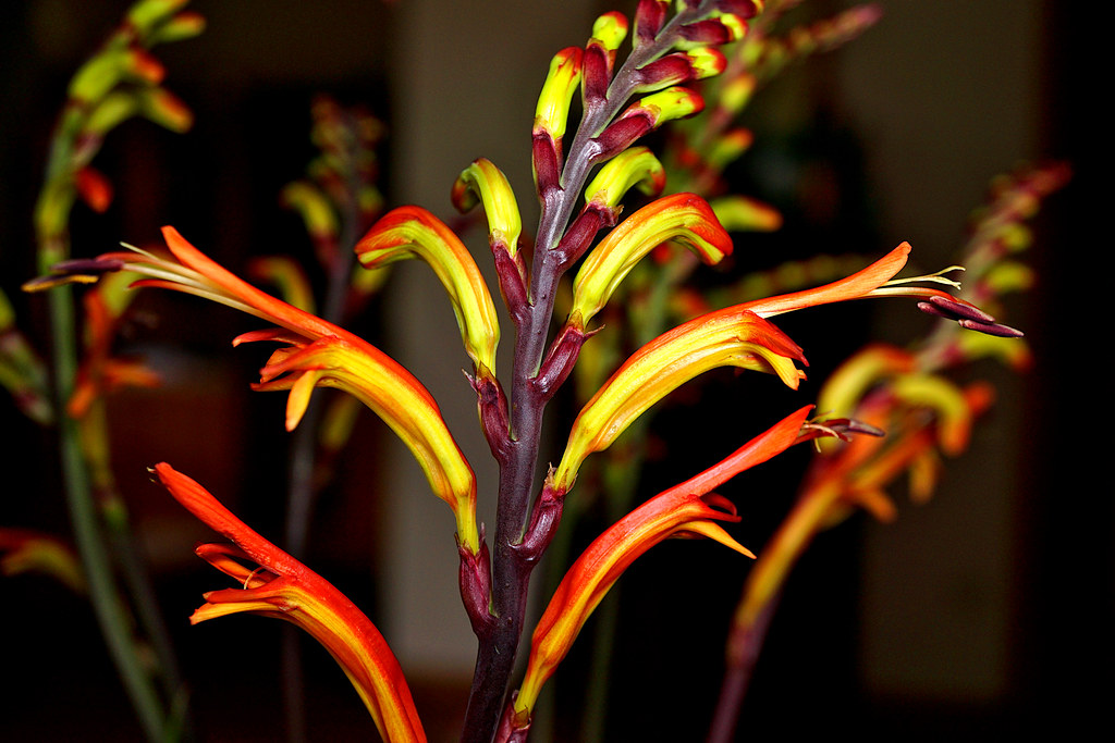 Unknown Flowers (Probably Montbretia) hermann.kl Flickr