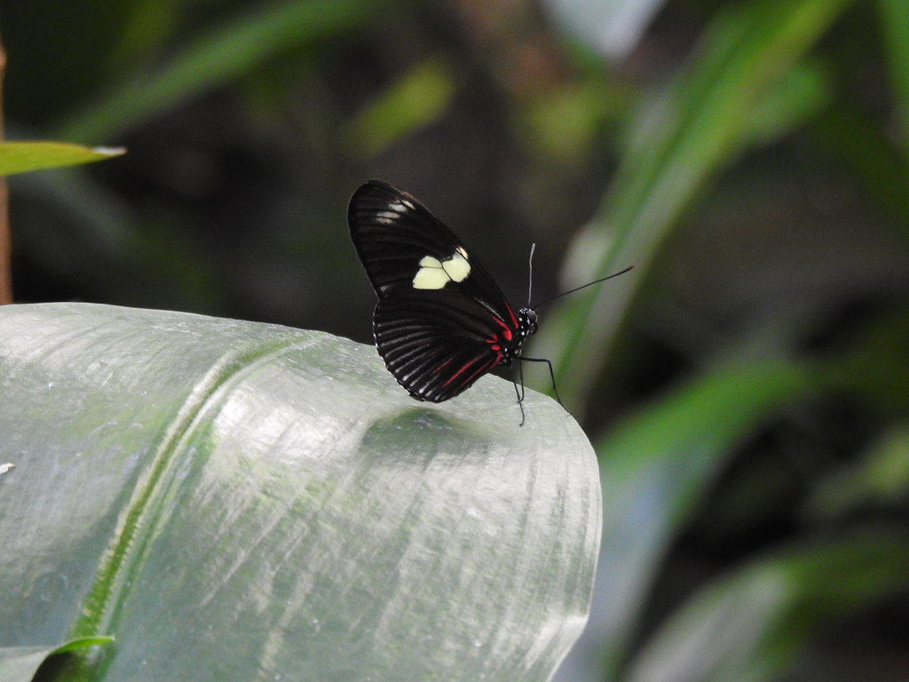 Butterfly Cincinnati Zoo Andrew King Flickr