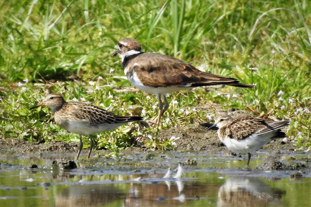 Pectoral Sandpiper, Killdeer, Western Sandpiper (L to R) … Flickr