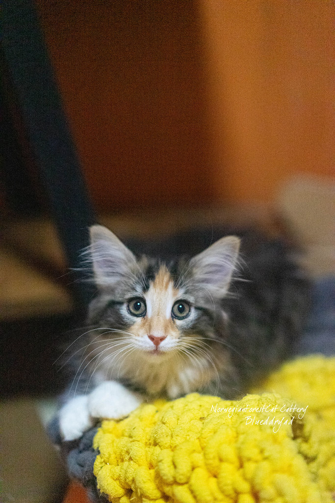 M5213 Bluedryad Norwegian Forest Cats Flickr