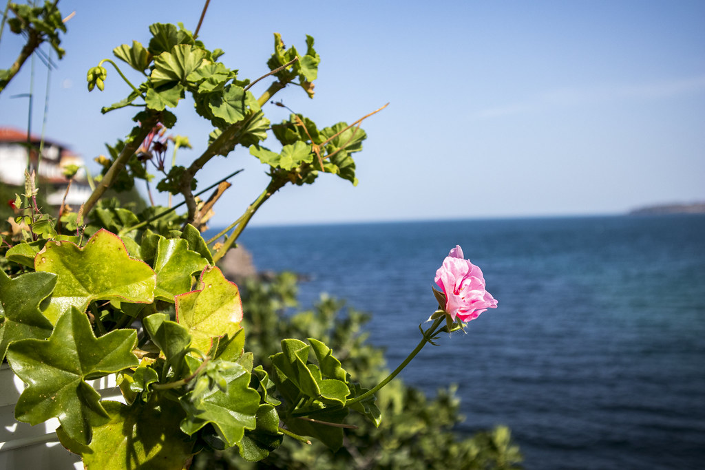 Flower by the sea Hristo Petrov Flickr